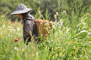 See Mou, wife of Robert Lor (not pictured), carries a basket full of ripe tomatoes on their rented land north of Stillwater. (Pioneer Press: Ben Garvin)