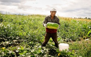 Robert Lor displays a bitter melon, one of many he grew on more than 100 acres of rented land north of Stillwater.    (Pioneer Press: Ben Garvin)